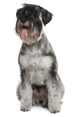 Standard Schnauzer