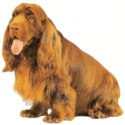 Sussex Spaniel