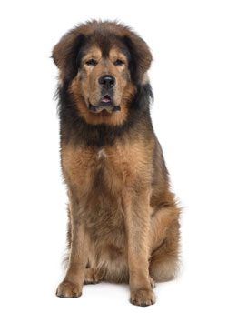 Tibetan Mastiff