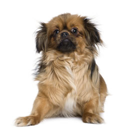 Tibetan Spaniel