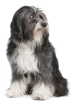 Tibetan Terrier