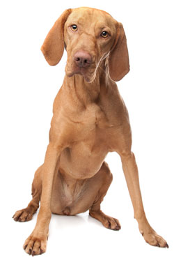 Vizsla