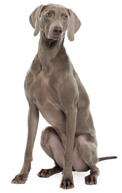 Weimaraner