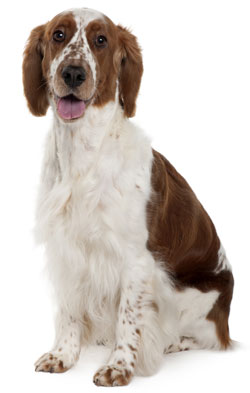 Welsh Springer Spaniel