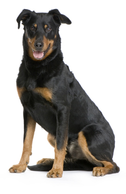 Beauceron