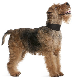 Welsh Terrier