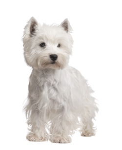 West Highland White Terrier