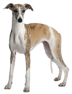 Whippet