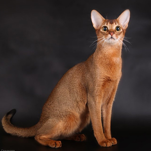 Abyssinian