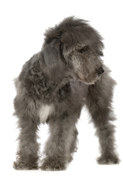 Bedlington Terrier