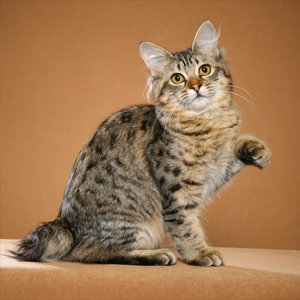 American Bobtail