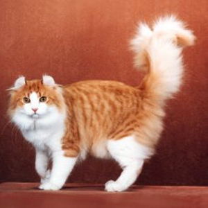 American Curl