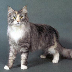 American Longhair