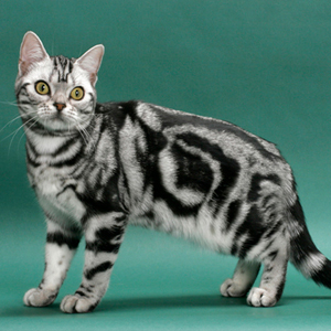 American Shorthair