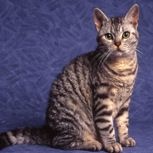 American Wirehair