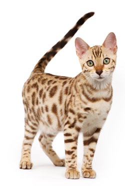 Bengal