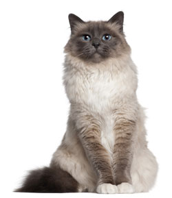 Birman