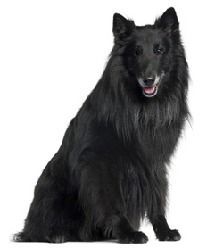 Belgian Shepherd dog