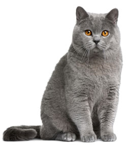 British Shorthair