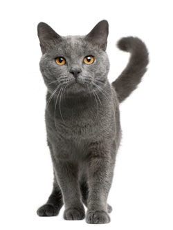 Chartreux