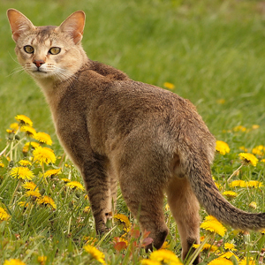 Chausie