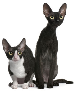 Cornish Rex