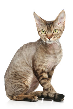 Devon Rex