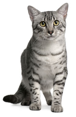 Egyptian Mau