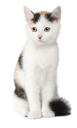 European Shorthair