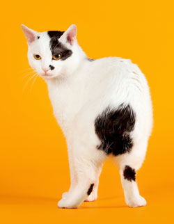 Japanese Bobtail