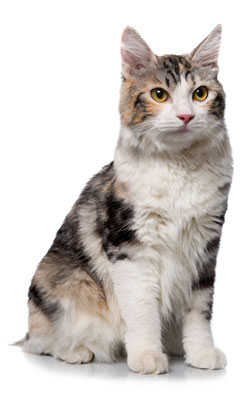 Kurilian Bobtail