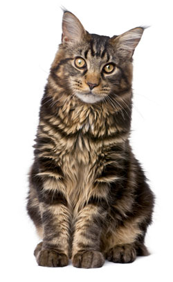 Maine Coon