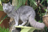 Nebelung