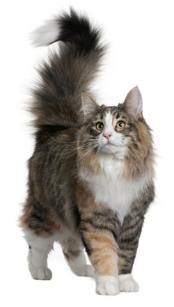 Norwegian Forest