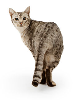 Ocicat