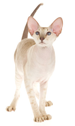 Peterbald