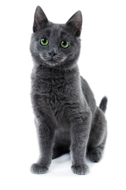 Russian Blue