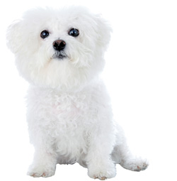 Bichon Frise