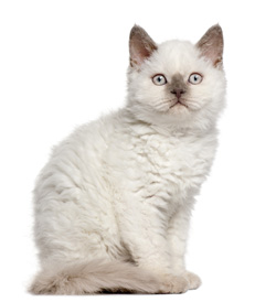 Selkirk Rex