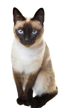 Siamese