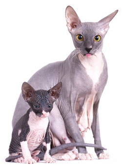 Sphynx