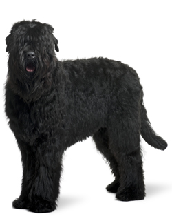 Black Russian Terrier