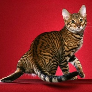 Toyger