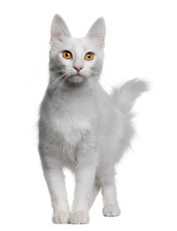 Turkish Angora