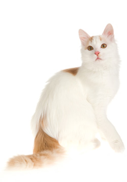 Turkish Van