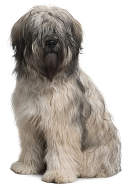 Catalan Sheepdog