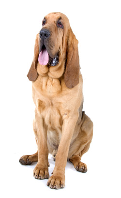 Bloodhound