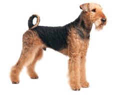 Airedale Terrier