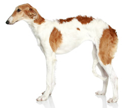 Borzoi