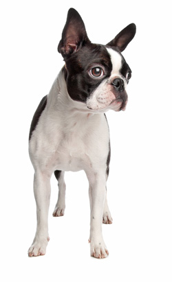 Boston Terrier